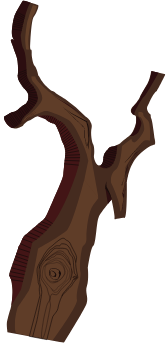 tree root
